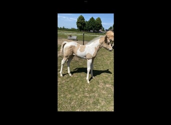 Paint Horse, Merrie, 1 Jaar, 155 cm, Palomino