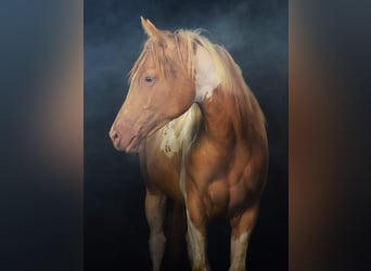 Paint Horse, Merrie, 1 Jaar, 155 cm, Tobiano-alle-kleuren