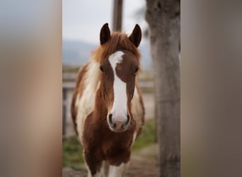 Paint Horse Mix, Merrie, 1 Jaar, 155 cm, Tobiano-alle-kleuren