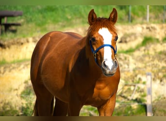 Paint Horse, Merrie, 1 Jaar, 155 cm, Vos