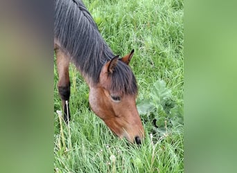 Paint Horse, Merrie, 1 Jaar, 158 cm, Roan-Bay