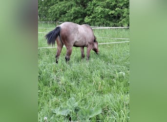 Paint Horse, Merrie, 1 Jaar, 158 cm, Roan-Bay