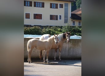 Paint Horse, Merrie, 1 Jaar, 160 cm, Palomino