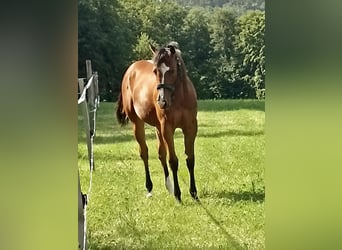 Paint Horse, Merrie, 1 Jaar, Brauner