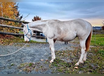 Paint Horse, Merrie, 1 Jaar, Gevlekt-paard