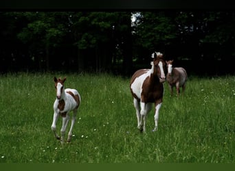 Paint Horse, Merrie, 1 Jaar, Overo-alle-kleuren