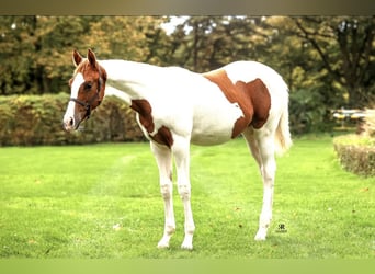 Paint Horse, Merrie, 1 Jaar, Overo-alle-kleuren