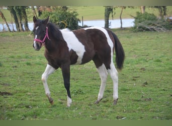 Paint Horse, Merrie, 1 Jaar, Tobiano-alle-kleuren