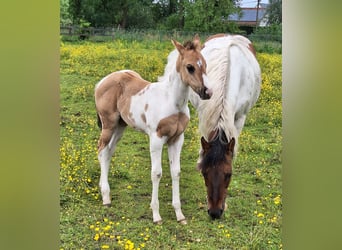 Paint Horse, Merrie, 1 Jaar, Tobiano-alle-kleuren