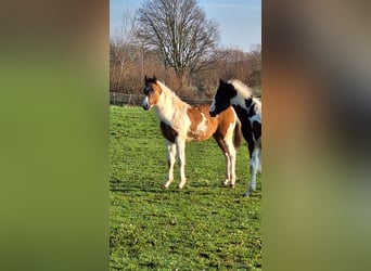 Paint Horse, Merrie, 1 Jaar, Tobiano-alle-kleuren