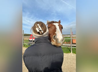 Paint Horse, Merrie, 1 Jaar, Tobiano-alle-kleuren