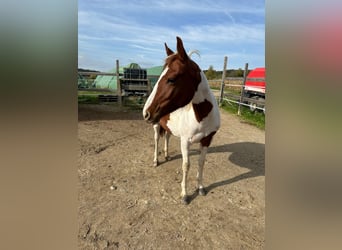 Paint Horse, Merrie, 1 Jaar, Tobiano-alle-kleuren