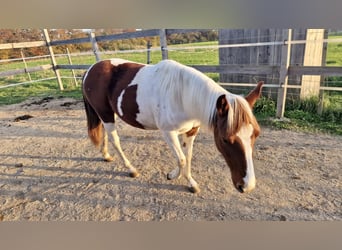 Paint Horse, Merrie, 1 Jaar, Tobiano-alle-kleuren