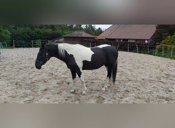 Paint Horse Mix, Merrie, 21 Jaar, 155 cm, Gevlekt-paard