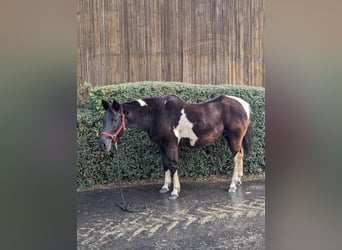 Paint Horse, Merrie, 24 Jaar, 155 cm, Gevlekt-paard