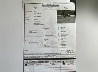 Paint Horse, Merrie, 24 Jaar, 155 cm, Gevlekt-paard