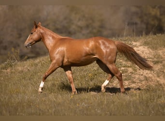 Paint Horse, Merrie, 2 Jaar, 143 cm, Vos