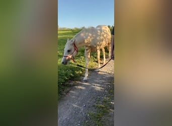 Paint Horse Mix, Merrie, 2 Jaar, 145 cm, Palomino