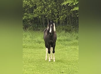 Paint Horse, Merrie, 2 Jaar, 145 cm, Tobiano-alle-kleuren