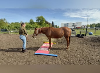 Paint Horse, Merrie, 2 Jaar, 147 cm, Vos