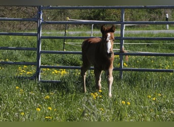 Paint Horse, Merrie, 2 Jaar, 150 cm, Donkere-vos