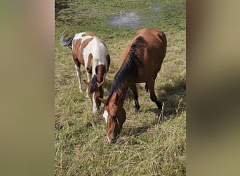 Paint Horse, Merrie, 2 Jaar, 150 cm, Gevlekt-paard