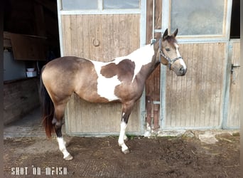 Paint Horse Mix, Merrie, 2 Jaar, 150 cm, Gevlekt-paard