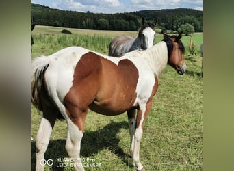 Paint Horse, Merrie, 2 Jaar, 150 cm, Gevlekt-paard