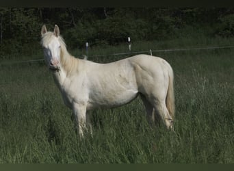 Paint Horse, Merrie, 2 Jaar, 150 cm, Perlino