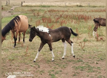 Paint Horse, Merrie, 2 Jaar, 150 cm, Tobiano-alle-kleuren