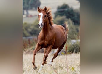 Paint Horse, Merrie, 2 Jaar, 150 cm, Vos