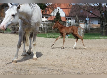 Paint Horse, Merrie, 2 Jaar, 150 cm, Vos