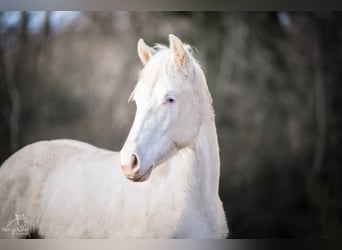 Paint Horse, Merrie, 2 Jaar, 152 cm, Gevlekt-paard