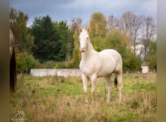 Paint Horse, Merrie, 2 Jaar, 152 cm, Gevlekt-paard