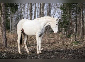 Paint Horse, Merrie, 2 Jaar, 152 cm, Gevlekt-paard