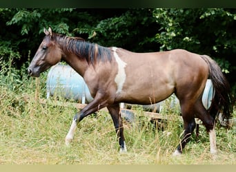Paint Horse, Merrie, 2 Jaar, 152 cm, Tobiano-alle-kleuren