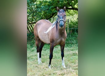 Paint Horse, Merrie, 2 Jaar, 152 cm, Tobiano-alle-kleuren