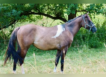 Paint Horse, Merrie, 2 Jaar, 152 cm, Tobiano-alle-kleuren