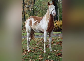 Paint Horse, Merrie, 2 Jaar, 153 cm, Overo-alle-kleuren