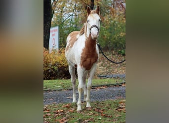 Paint Horse, Merrie, 2 Jaar, 153 cm, Overo-alle-kleuren