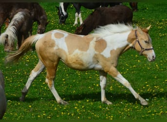 Paint Horse, Merrie, 2 Jaar, 155 cm, Gevlekt-paard