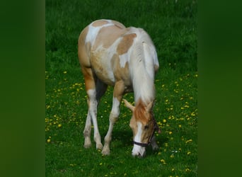 Paint Horse, Merrie, 2 Jaar, 155 cm, Gevlekt-paard