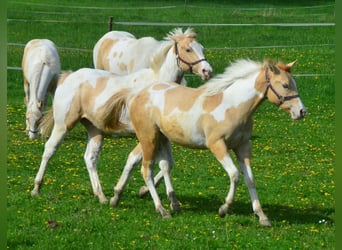 Paint Horse, Merrie, 2 Jaar, 155 cm, Gevlekt-paard