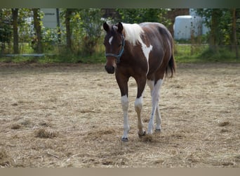 Paint Horse, Merrie, 2 Jaar, 155 cm, Tobiano-alle-kleuren