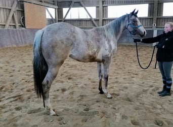 Paint Horse, Merrie, 2 Jaar, 158 cm, Overo-alle-kleuren