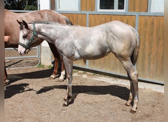 Paint Horse, Merrie, 2 Jaar, 158 cm, Overo-alle-kleuren