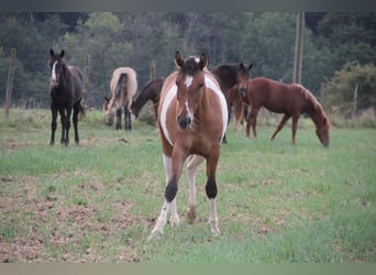 Paint Horse Mix, Merrie, 2 Jaar, Gevlekt-paard