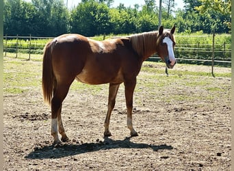 Paint Horse, Merrie, 2 Jaar, Vos