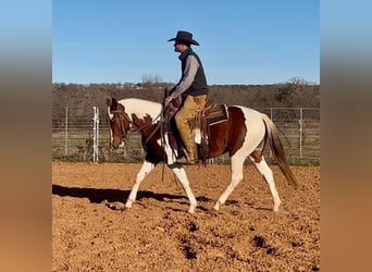 Paint Horse, Merrie, 3 Jaar, 145 cm, Tobiano-alle-kleuren