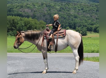 Paint Horse Mix, Merrie, 3 Jaar, 147 cm, Gevlekt-paard